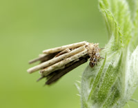 11.001-11.016 Psychidae