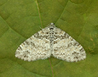 70.198 1879 Seraphim Lobophora halterata