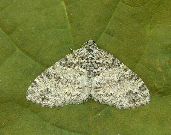 70.198 1879 Seraphim Lobophora halterata