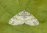 70.198 1879 Seraphim Lobophora halterata