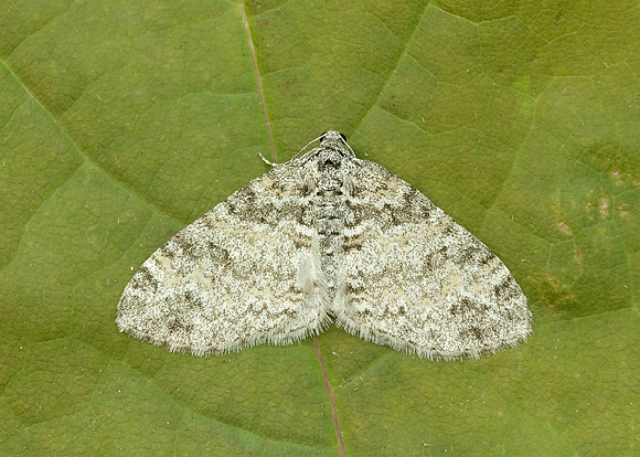 70.198 1879 Seraphim Lobophora halterata