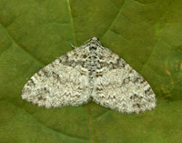 70.198 1879 Seraphim Lobophora halterata
