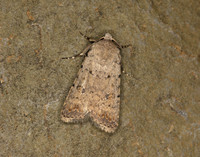 73.095 BF2389 Pale Mottled Willow Caradrina clavipalpis