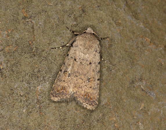 73.095 BF2389 Pale Mottled Willow Caradrina clavipalpis