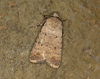 73.095 BF2389 Pale Mottled Willow Caradrina clavipalpis