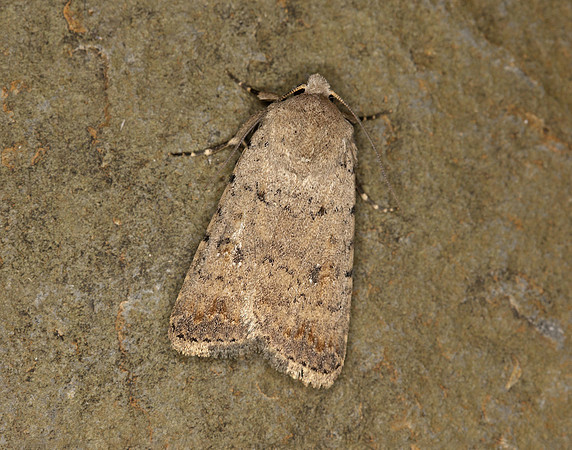73.095 BF2389 Pale Mottled Willow Caradrina clavipalpis
