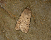 73.095 BF2389 Pale Mottled Willow Caradrina clavipalpis