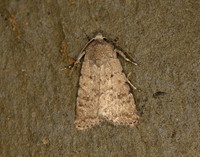 73.095 BF2389 Pale Mottled Willow Caradrina clavipalpis