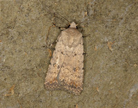 73.095 BF2389 Pale Mottled Willow Caradrina clavipalpis
