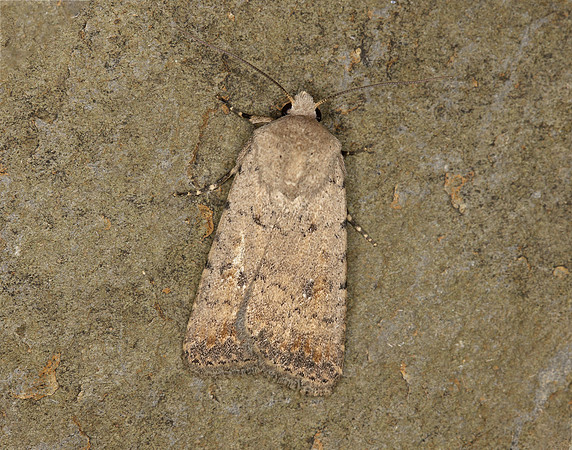 73.095 BF2389 Pale Mottled Willow Caradrina clavipalpis