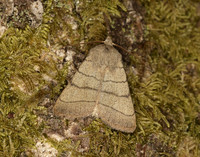 73.101 BF2380 Treble Lines Charanyca trigrammica