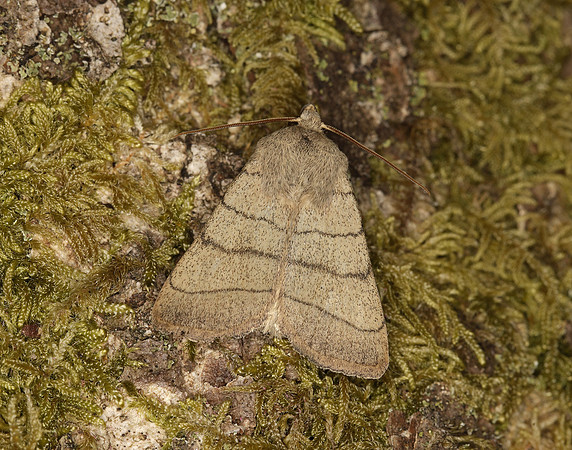 73.101 BF2380 Treble Lines Charanyca trigrammica