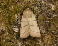 73.101 BF2380 Treble Lines Charanyca trigrammica