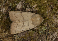 73.101 BF2380 Treble Lines Charanyca trigrammica