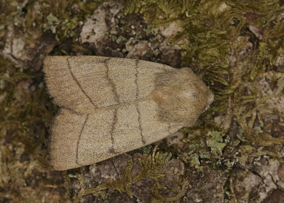 73.101 BF2380 Treble Lines Charanyca trigrammica