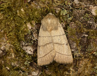 73.101 BF2380 Treble Lines Charanyca trigrammica