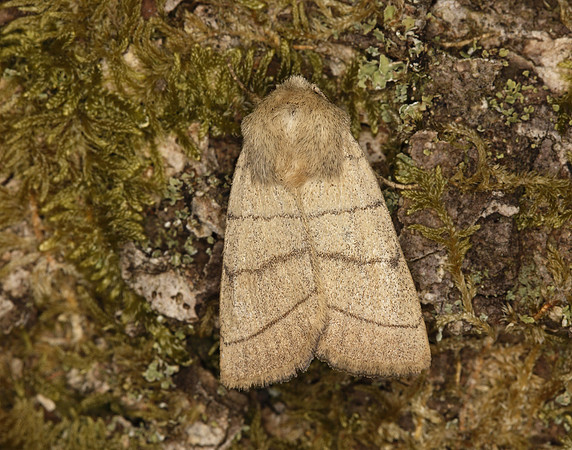73.101 BF2380 Treble Lines Charanyca trigrammica