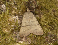 73.101 BF2380 Treble Lines Charanyca trigrammica