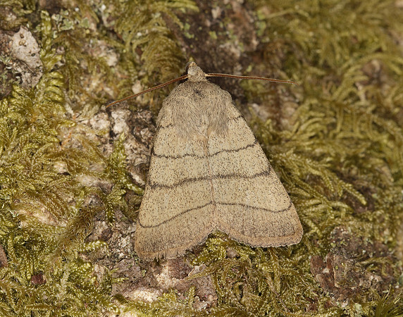 73.101 BF2380 Treble Lines Charanyca trigrammica