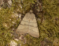 73.101 BF2380 Treble Lines Charanyca trigrammica
