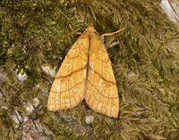 73.179 BF2271 Orange Sallow Tiliacea citrago