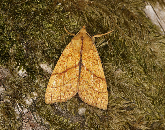 73.179 BF2271 Orange Sallow Tiliacea citrago