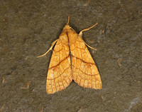 73.179 BF2271 Orange Sallow Tiliacea citrago