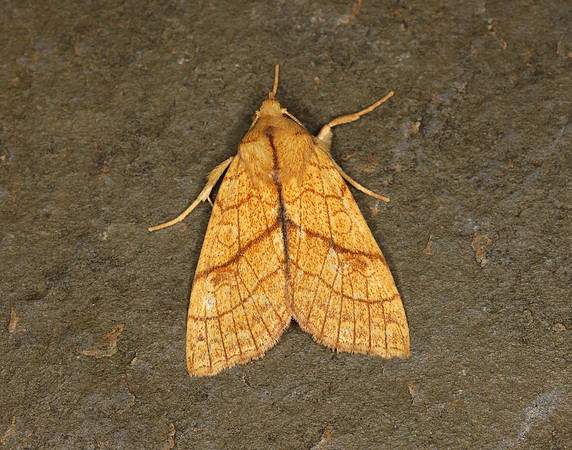 73.179 BF2271 Orange Sallow Tiliacea citrago