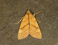 73.179 BF2271 Orange Sallow Tiliacea citrago