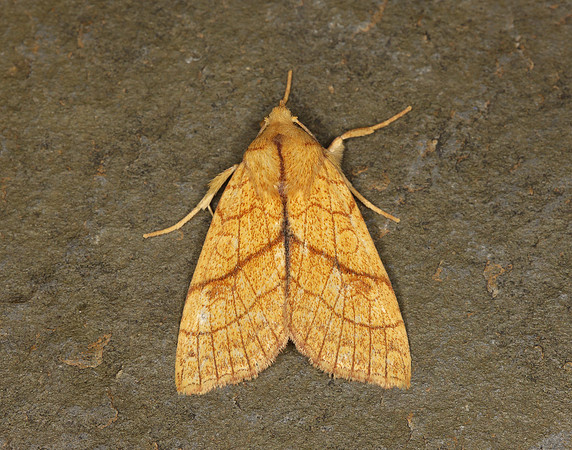 73.179 BF2271 Orange Sallow Tiliacea citrago