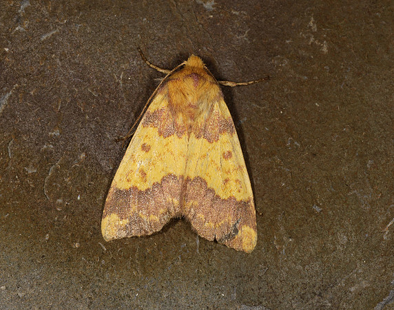 73.180 BF2272 Barred Sallow Tiliacea aurago