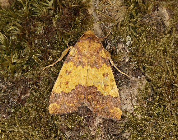 73.180 BF2272 Barred Sallow Tiliacea aurago