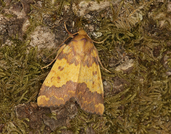 73.180 BF2272 Barred Sallow Tiliacea aurago