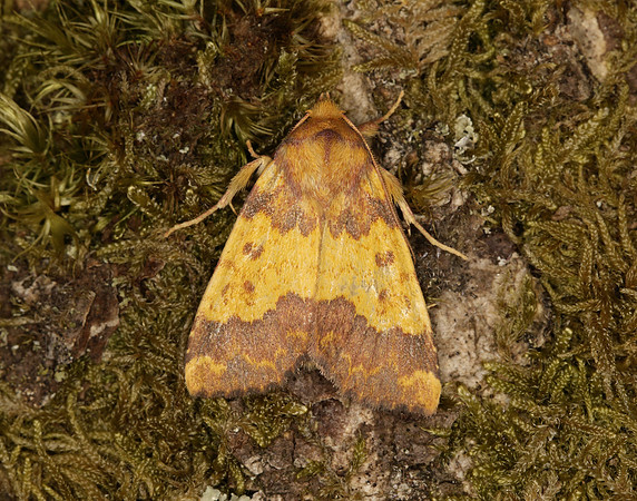 73.180 BF2272 Barred Sallow Tiliacea aurago