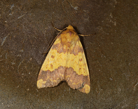 73.180 BF2272 Barred Sallow Tiliacea aurago