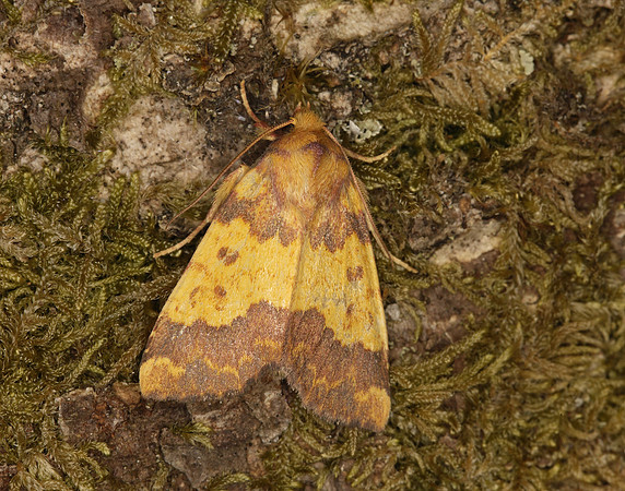 73.180 BF2272 Barred Sallow Tiliacea aurago