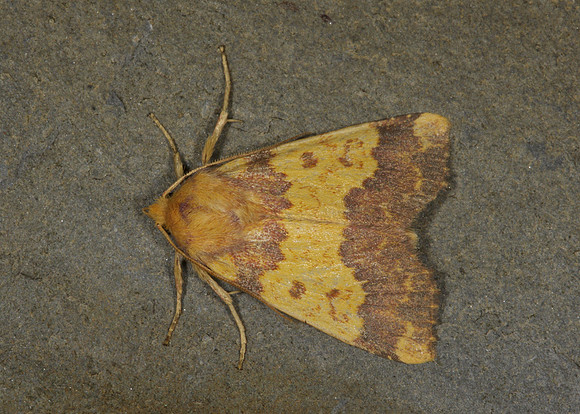 73.180 BF2272 Barred Sallow Tiliacea aurago