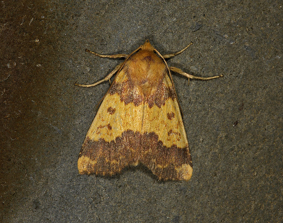 73.180 BF2272 Barred Sallow Tiliacea aurago