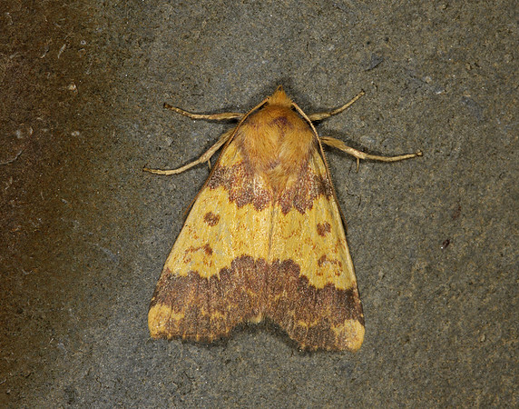 73.180 BF2272 Barred Sallow Tiliacea aurago