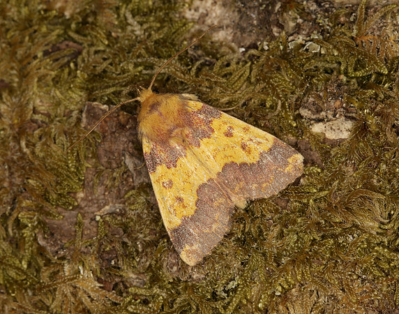 73.180 BF2272 Barred Sallow Tiliacea aurago