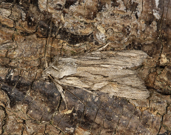73.206 BF2240 Blair's Shoulder-knot Lithophane leautieri