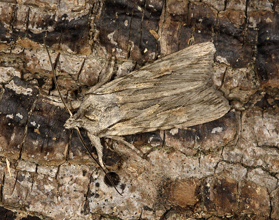 73.206 BF2240 Blair's Shoulder-knot Lithophane leautieri