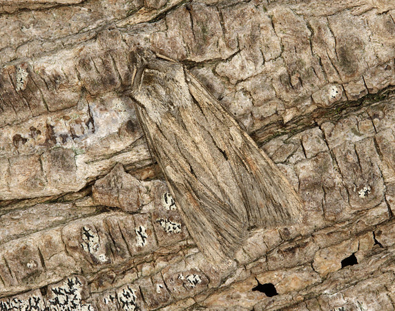 73.206 BF2240 Blair's Shoulder-knot Lithophane leautieri