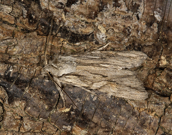 73.206 BF2240 Blair's Shoulder-knot Lithophane leautieri