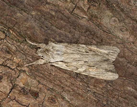 73.206 BF2240 Blair's Shoulder-knot Lithophane leautieri