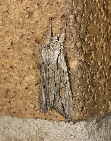 73.206 BF2240 Blair's Shoulder-knot Lithophane leautieri