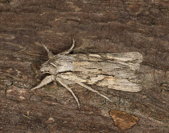 73.206 BF2240 Blair's Shoulder-knot Lithophane leautieri