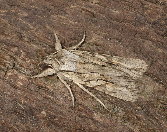 73.206 BF2240 Blair's Shoulder-knot Lithophane leautieri