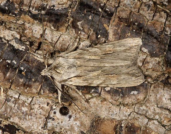 73.206 BF2240 Blair's Shoulder-knot Lithophane leautieri