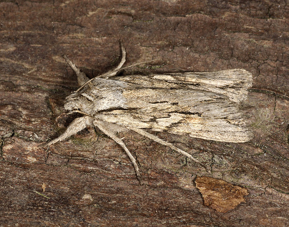 73.206 BF2240 Blair's Shoulder-knot Lithophane leautieri